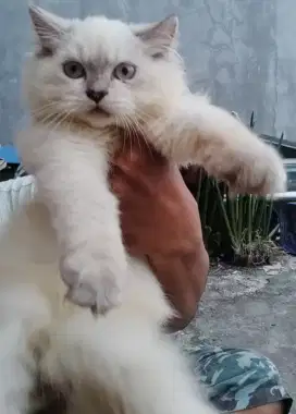 Kucing Persia ragdoll