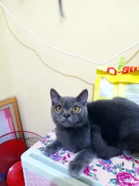 BSH blue solid betina