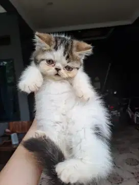 Kucing exotic short hair jantan 2,5 bulan (peaknose)