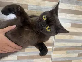Siap Diadopsi! Kucing Betina Mix Dom Flat Face – Warna Cokelat Langka