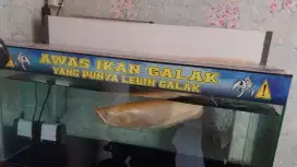Ikan Arwana Silver red albino