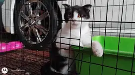 scottish fold NS mix bsh 6 bulan BETINA