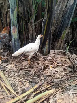Ayam bangkok cewean umur 5 bulan