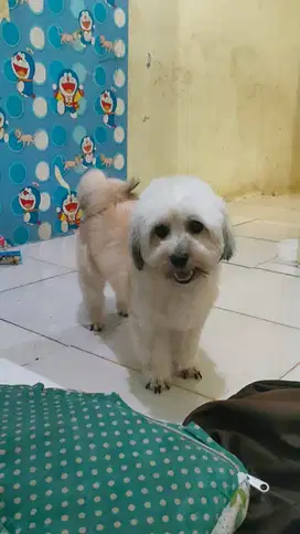 Indukan Betina Maltese x Shihtzu