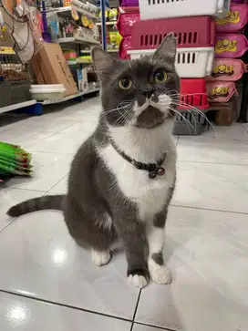 Siap Diadopsi! Kucing Jantan Tuxedo Dewasa – Ganteng, Jinak & Tenang