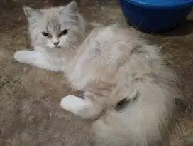 Lepas adopsi persia
