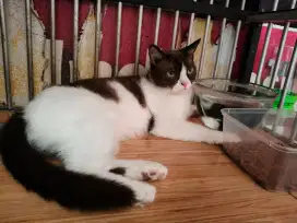 Open adopt kucing