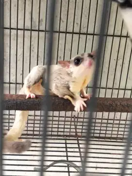jual sugar glider clasic grey het caramel