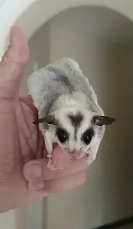 Sugar glider mozaic jantan jidat love