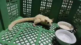 Sugar Glider Leucistic