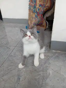 BSH/BRITISH SHORTHAIR BICOLOUR