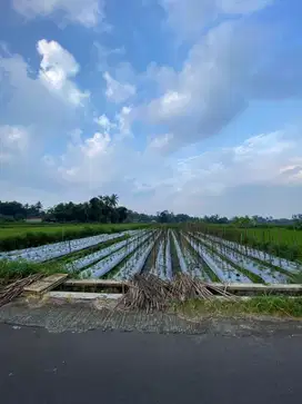 Sawah produktif strategis akses simpangan lancar Manisrenggo Klaten