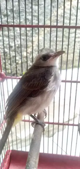 Burung trucuk Jawatim