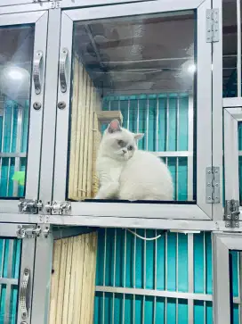 Kucing Bsh seal point betina