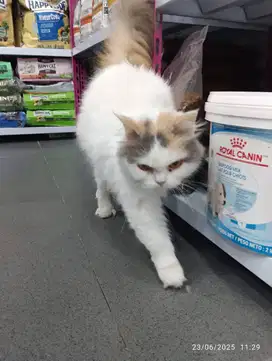 Siap Diadopsi! Bodas Si Kucing Betina Calico Putih – Bulu Lebat