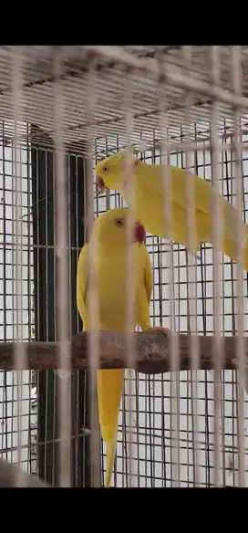 IRN Indian ringneck lutino sepasan