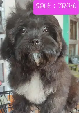 Dijual Anak Anjing Shitzu x Poodle 3Bulan. Lokasi BOGOR