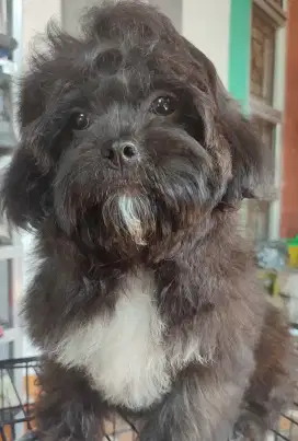 Dijual Anak Anjing Shitzu x Poodle 3Bulan. Lokasi BOGOR