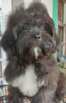 Dijual Anak Anjing Shitzu x Poodle 3Bulan. Lokasi BOGOR