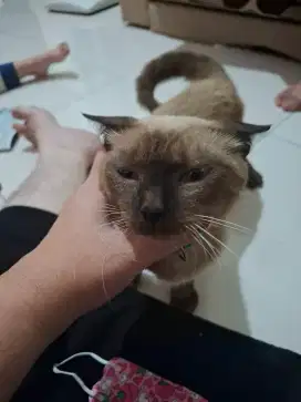 Open adopsi kucing siam