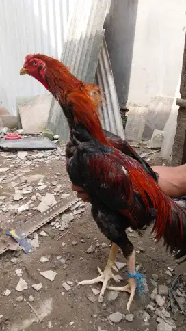SHAMO ORI SEPASANG INDUKAN (PACEK)