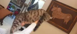 Kucing Mainecoon Persia x Himalaya Persia - 10 bulan