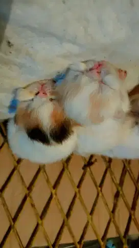 kitten peaknose