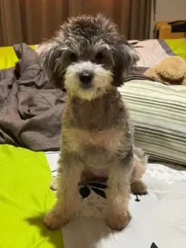 Jual Anak Anjing Poodle Grey (Perkin)