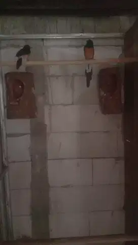 Sepasang burung murai sejodoh jantan pe21cm betina 14cm an lagi dokor