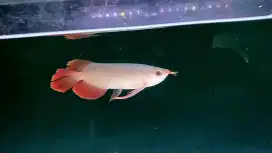Arwana super red f3 kumpai slayer putusibau 30cm