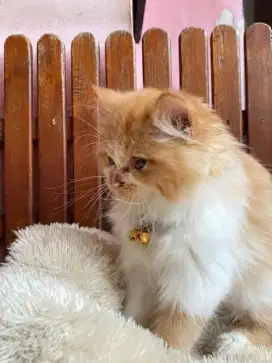 KITTEN PERSIAN BIGBONE BULU KAPAS LONGHAIR