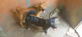 Anjing mix sepasang usia 4 bln