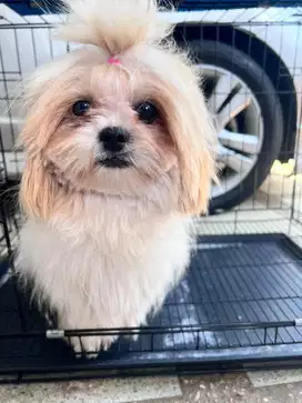 Anjing shih tzu
