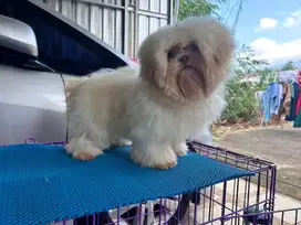 Shihtzu jantan brown nose