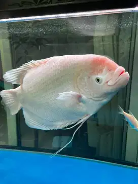 Dijual cepat Ikan gurame padang