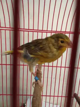 Burung kenari paud