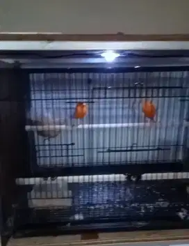Kenari merlok sepasang