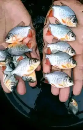 Jual bibit ikan bawal ukuran minat WA ya