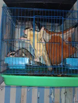 Sugar glider sepasang