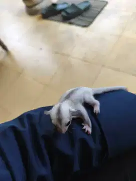 Sugar Glider Joey