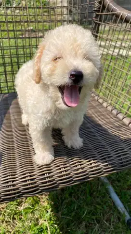 light apricot and party color non vaksin non stb female male