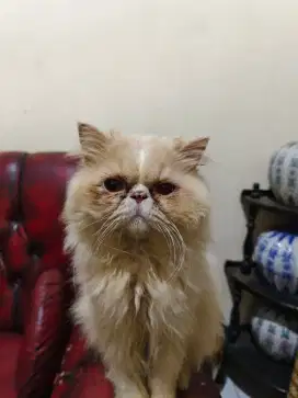 Persia peaknose jantan