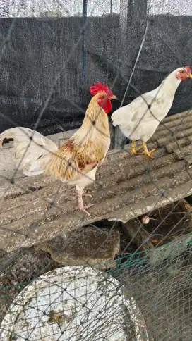 Ayam Elba jantan 2 ekor