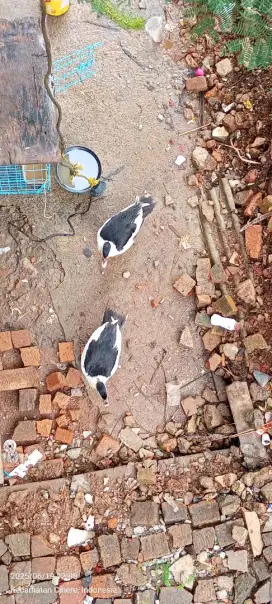Dijua entok umur 5 bulan