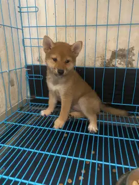 Shiba betina line impor Korea jepang