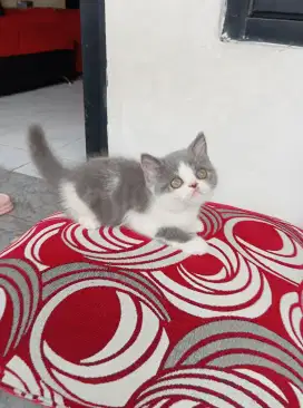 BSH / BRITISH SHORTHAIR