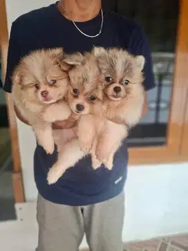 minipom party color