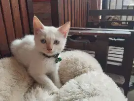 KITTEN PERSIAN SHORTHAIR