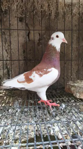 Burung Merpati Dara