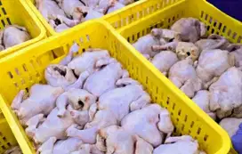 Broiler ready banyak